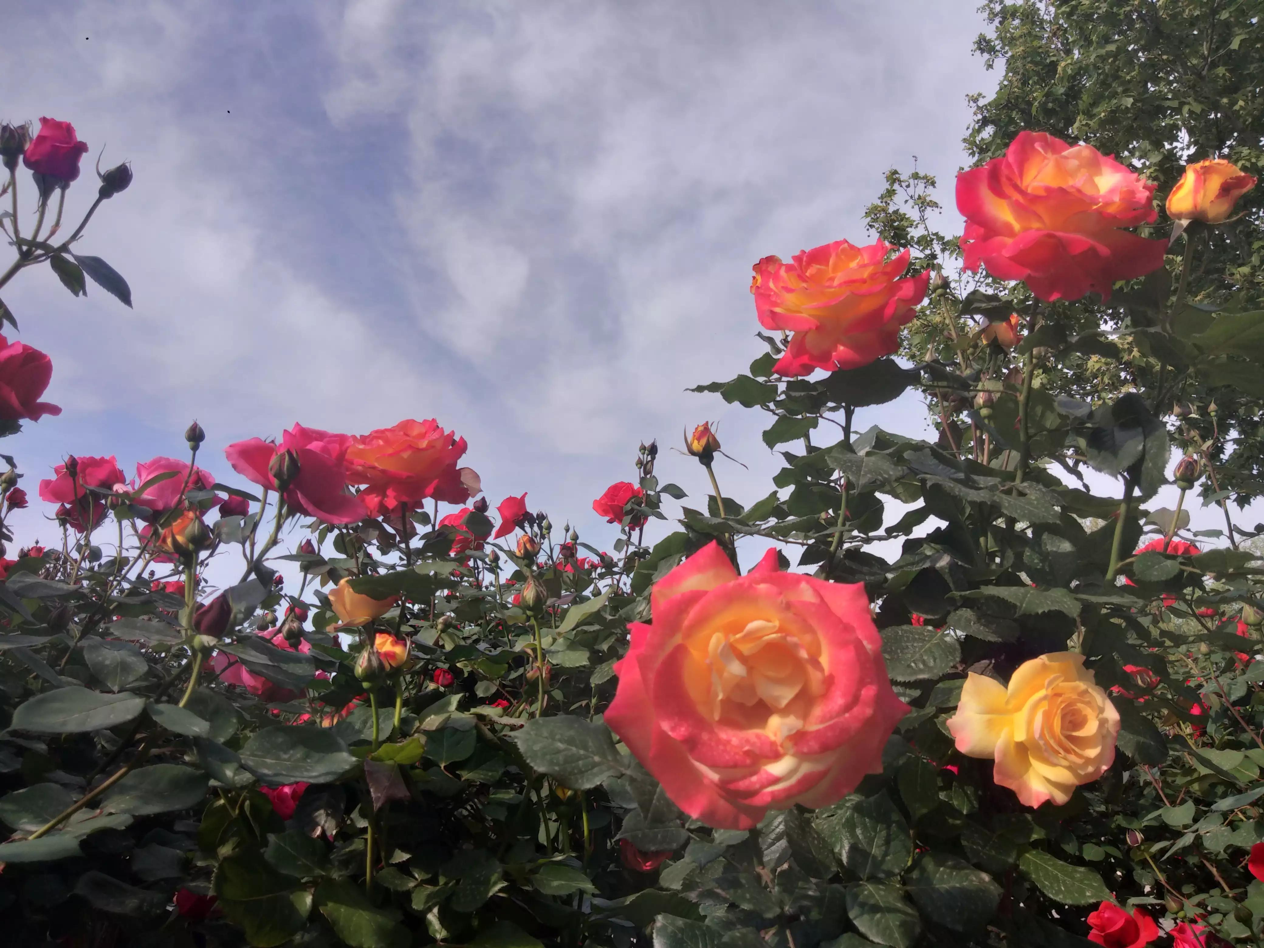 赠人玫瑰手有余香的英语,赠人玫瑰手有余香作文
