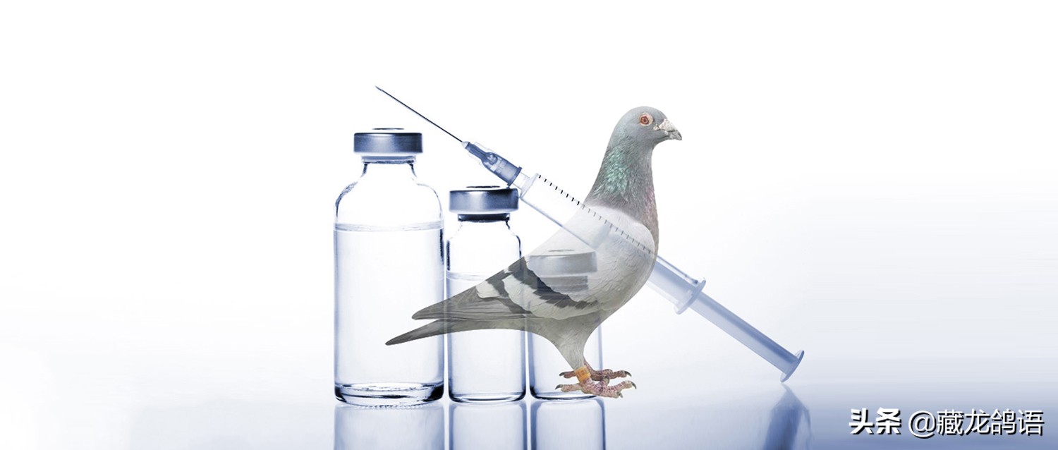 赛鸽传染病的最佳治疗方法,赛鸽病毒感染症状