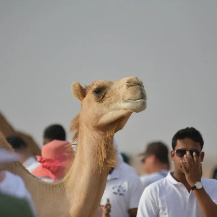 V世界｜夏天，在阿布扎比的11个“极致”体验