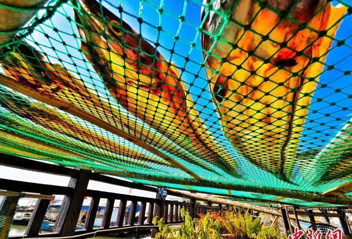 浙江渔村是怎么发展起来的,小渔村小鱼片