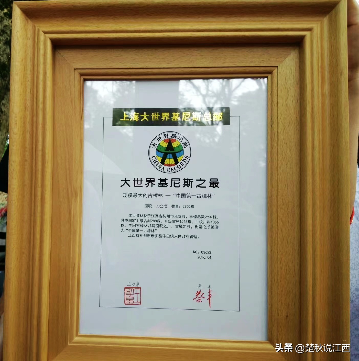 江西樟树第一古樟林,吉尼斯之最古樟树林