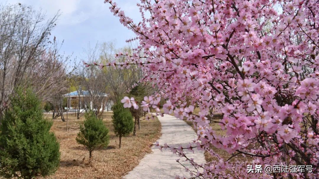 戈壁植树技术,沙漠种树前景如何