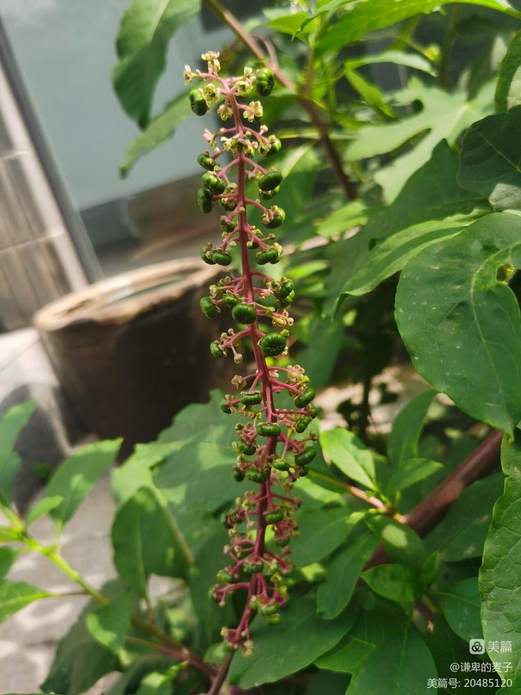 乡土植物种植资源,非根茎类植物有哪些