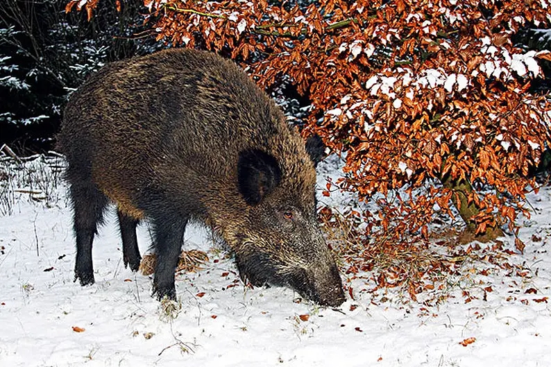 野猪冬天为什么上最高山头过冬,东北冬天的野猪喜欢在什么地方