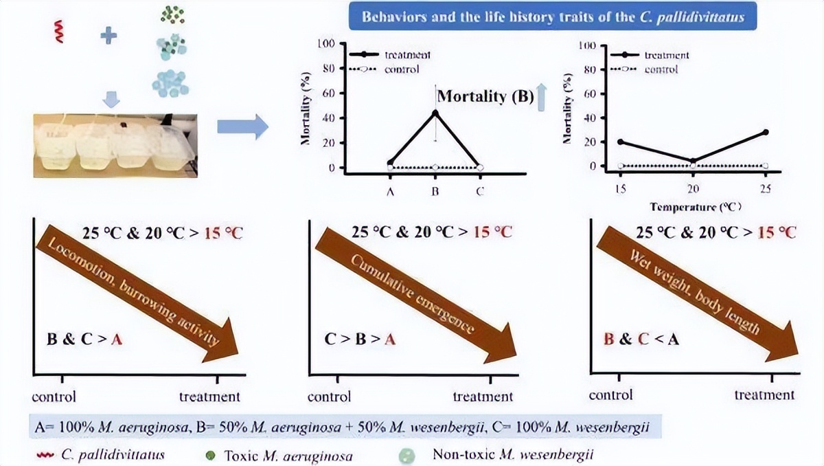蓝藻产毒是什么,蓝藻对滇池的破坏