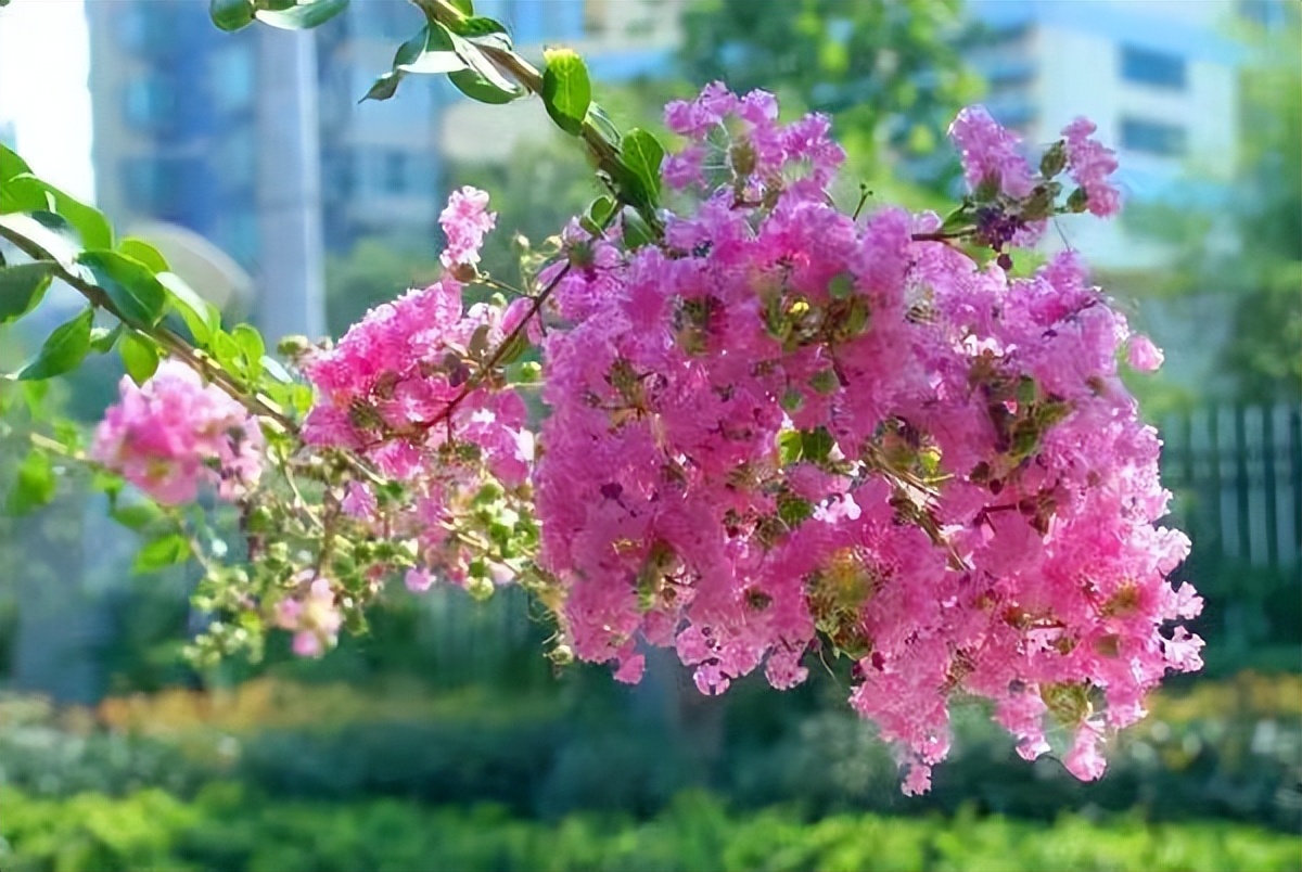 庭院种8棵树风水寓意,8种院子树