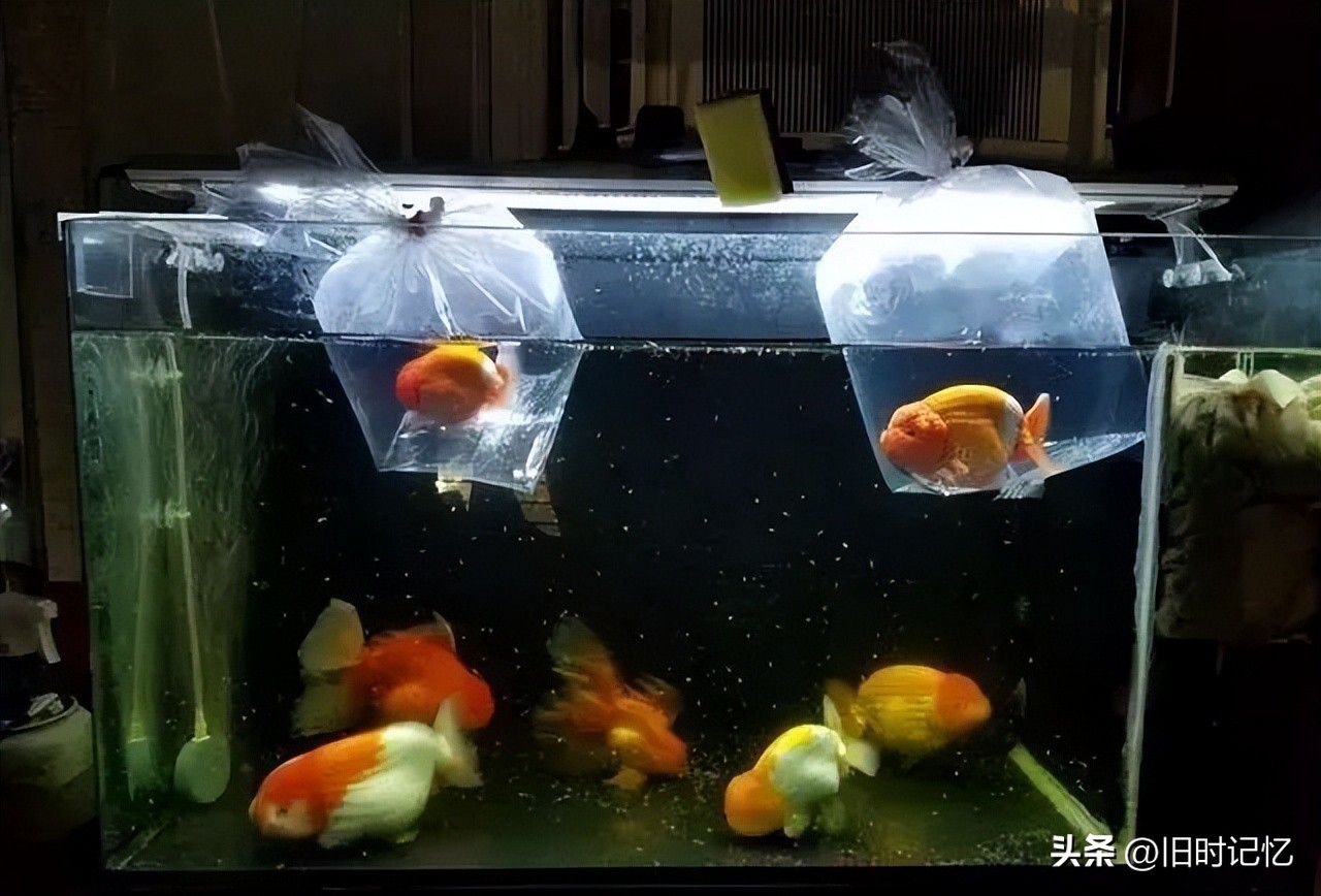 蝶尾金鱼怎么养,龙睛金鱼怎么养