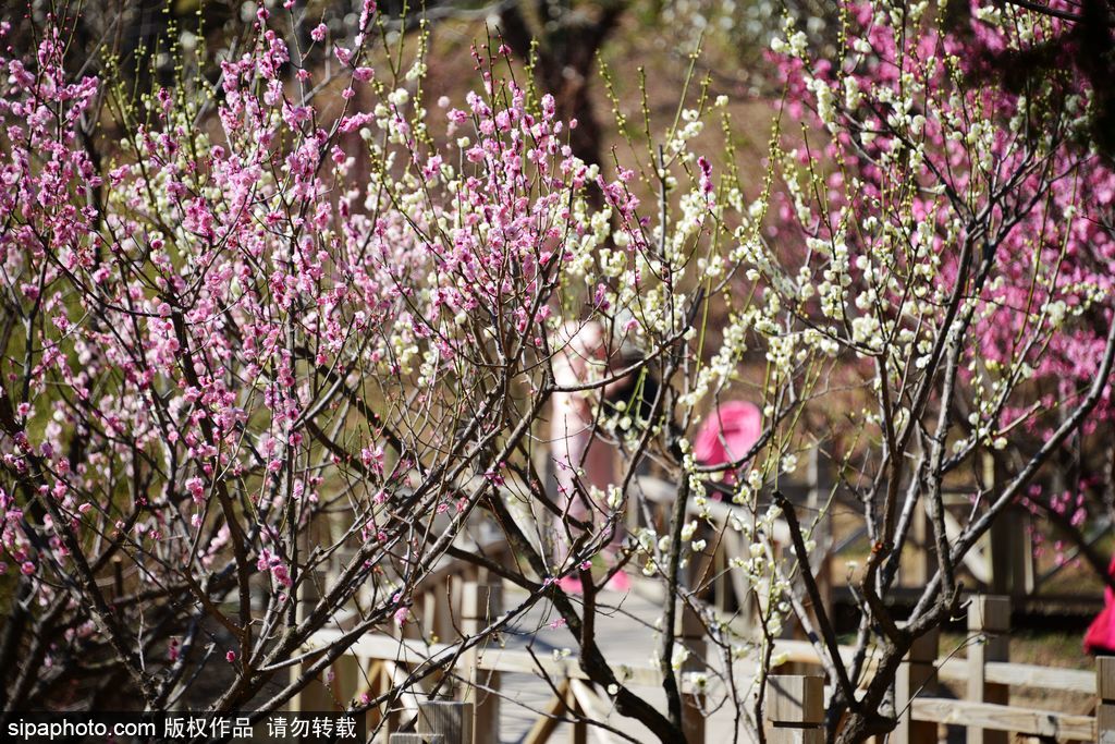 北京梅花去哪个公园看,国内十大赏梅花圣地