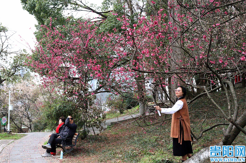 3月贵阳周边赏花,2022年贵阳赏花有哪些地方