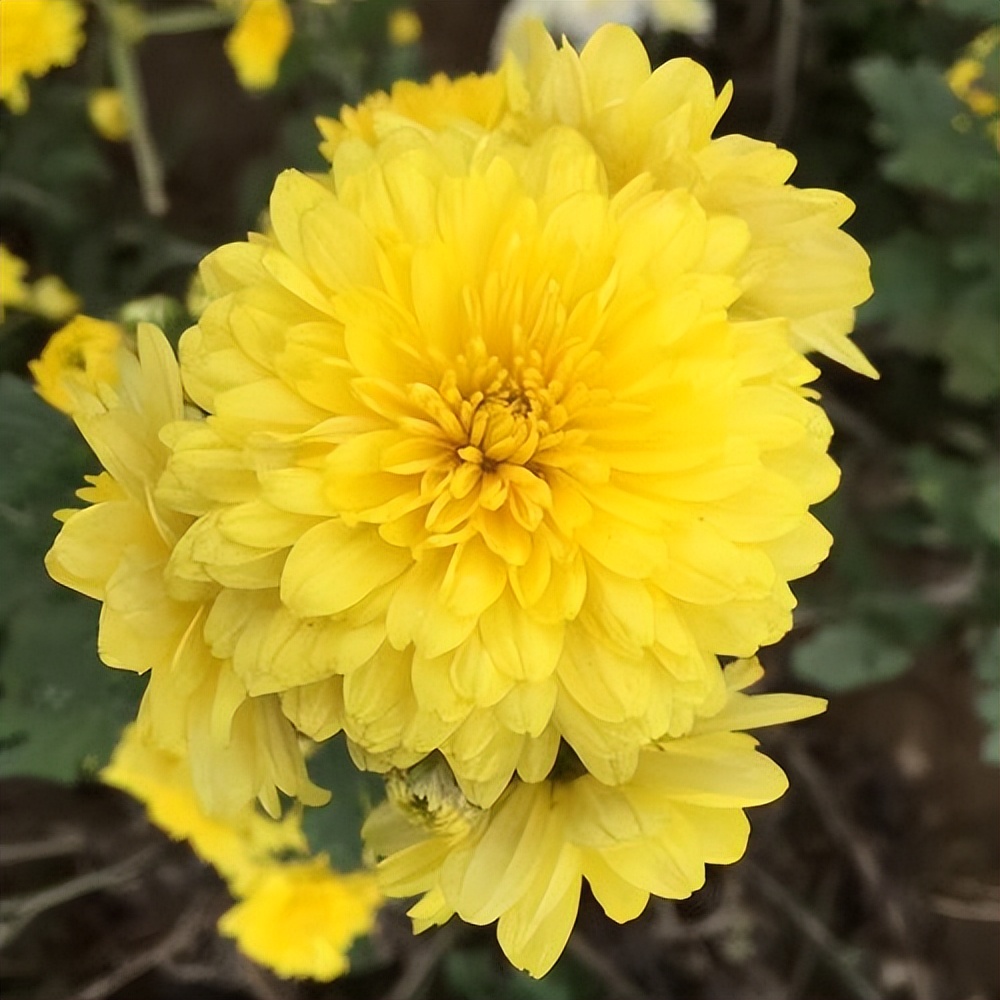 40岁喝菊花决明子茶好吗,年龄大了要忌茶