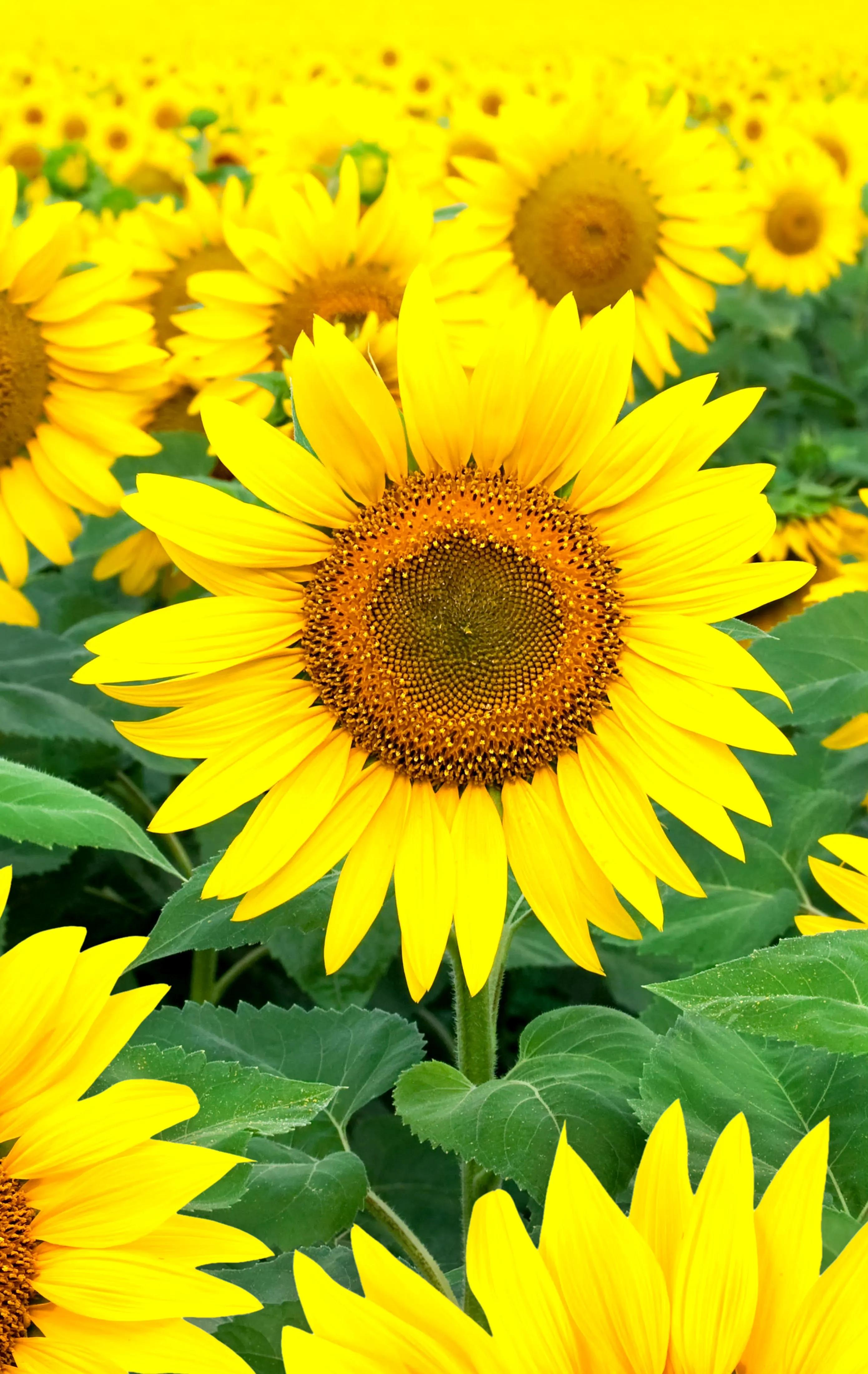向日葵向阳而生阳光明媚,生如夏花向日葵
