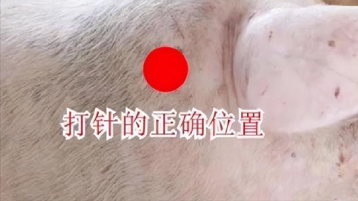 仔猪出生八天腹泻呕吐是什么病,仔猪出生拉稀快速解决方法