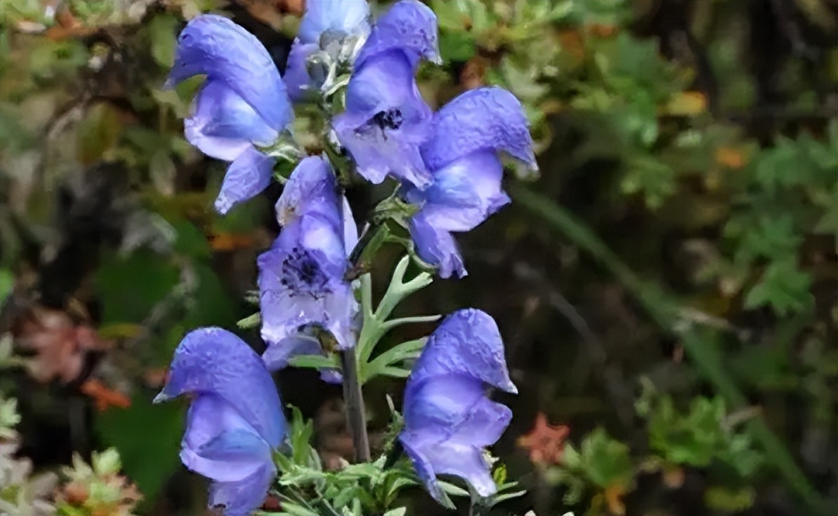 雪上一枝蒿可以祛风散寒吗,雪上一枝蒿治风湿