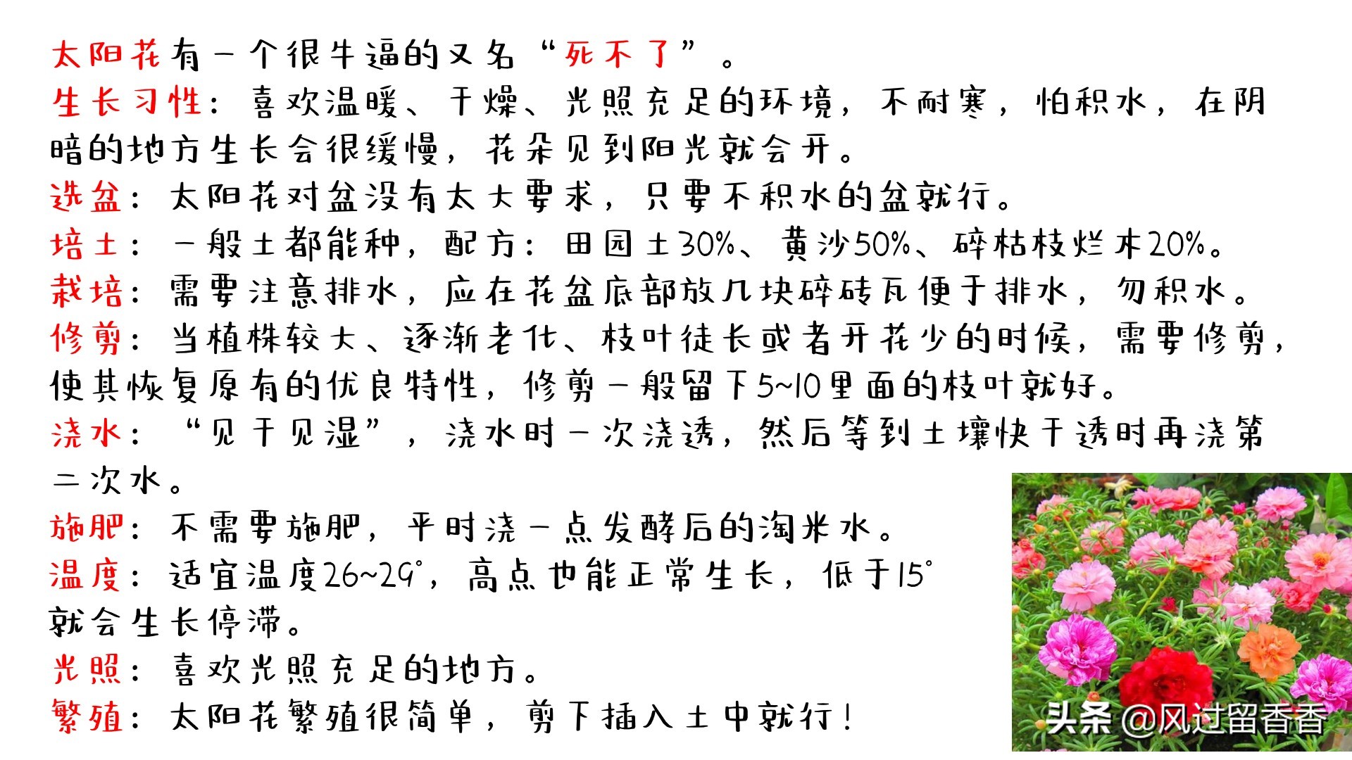 阳台养花教程推荐,阳台养花教程新手入门