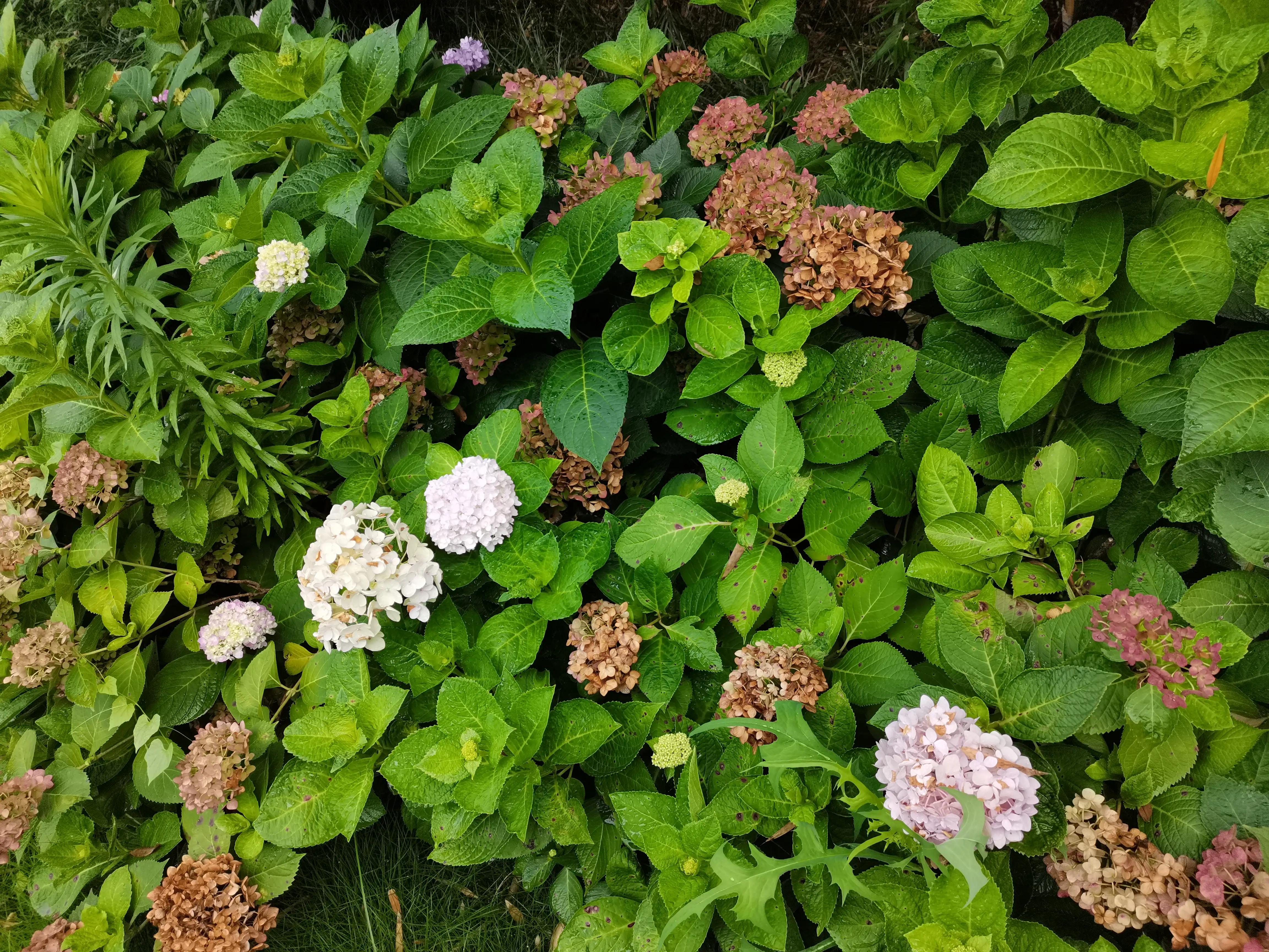 成都环境比较好的区域,成都的城市环境