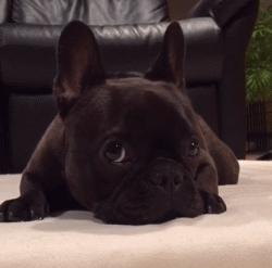 法国斗牛犬饲养方法视频,法国斗牛犬饲养方法视频教程