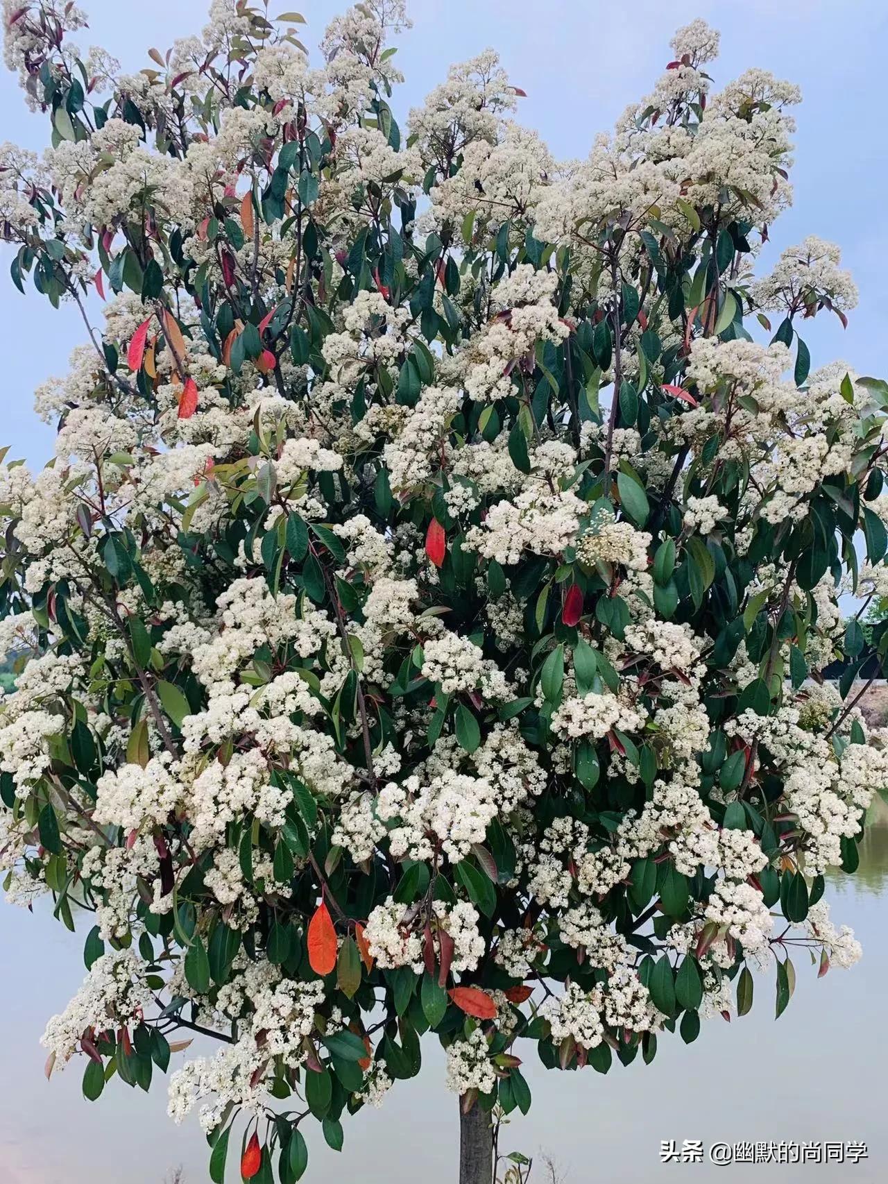 什么叫石楠花,石楠花为什么是石灰味儿