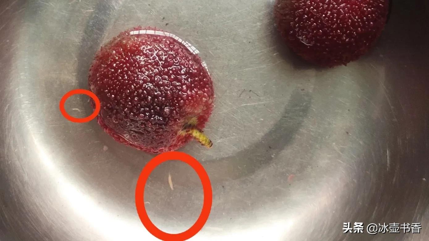 怕杨梅有虫怎么办,害怕杨梅里有虫子怎么办