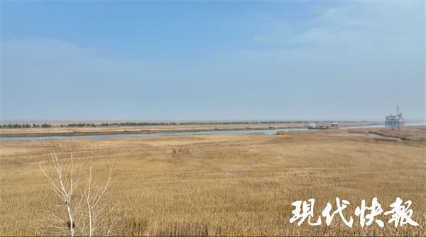 盐城海边偷猎为何屡禁不止？记者实地调查：芦苇荡里的“捞金”生意