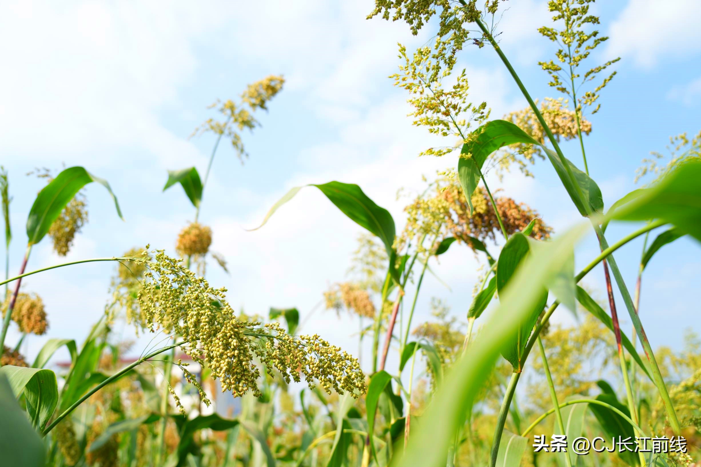 正宗红高粱图片,最火的红高粱
