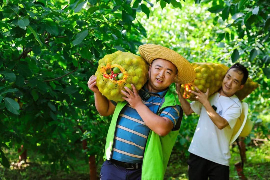 青皮核桃丰收了,盐源青皮核桃上市