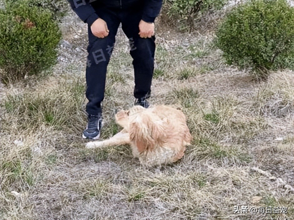 金毛被打断双腿后抛弃，热心小伙心疼狗狗，不惜花重金医治它