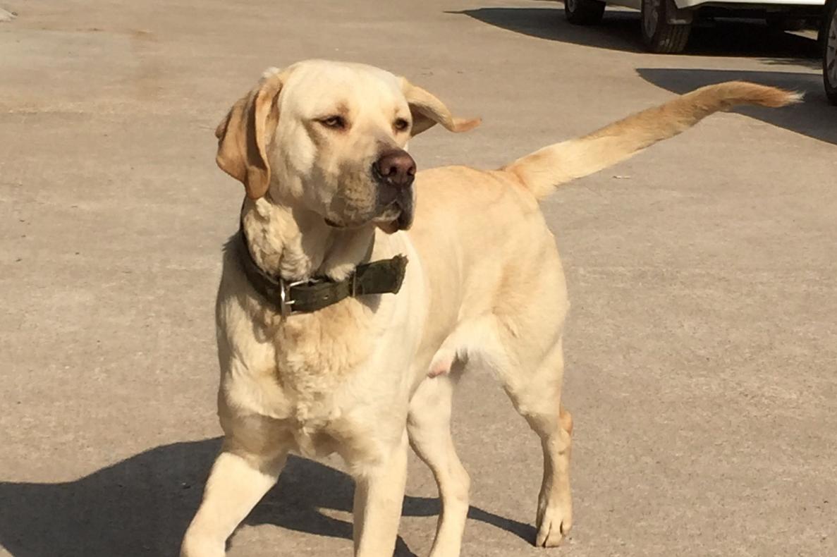 拉布拉多幼犬得病死亡,拉布拉多快下狗时会出现呕吐