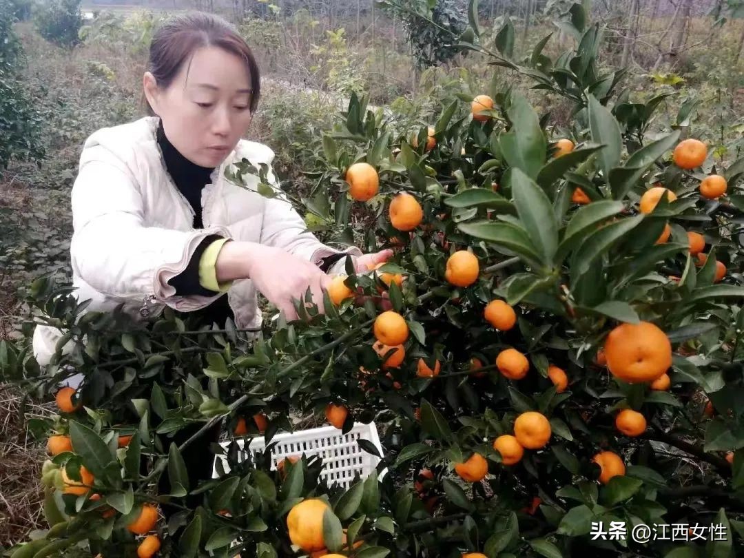 赣鄱巾帼创之乡村振兴篇丨廖春香：发展特色产业带领妇女姐妹走上致富路