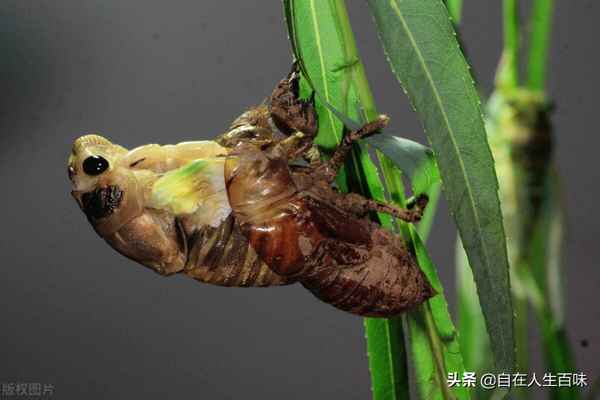 夏天常见的虫子外壳硬,农村房子里面常见的虫子有哪些