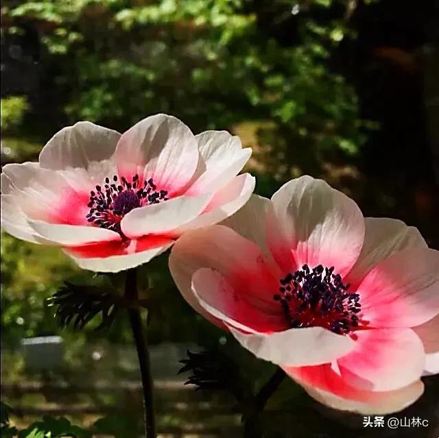 各种各样的鲜花尽情开放争芳斗艳,各种颜色的鲜花开得好美丽动人