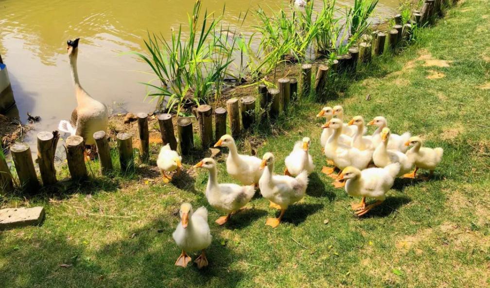 300亩主题农场,300亩农场年入千万