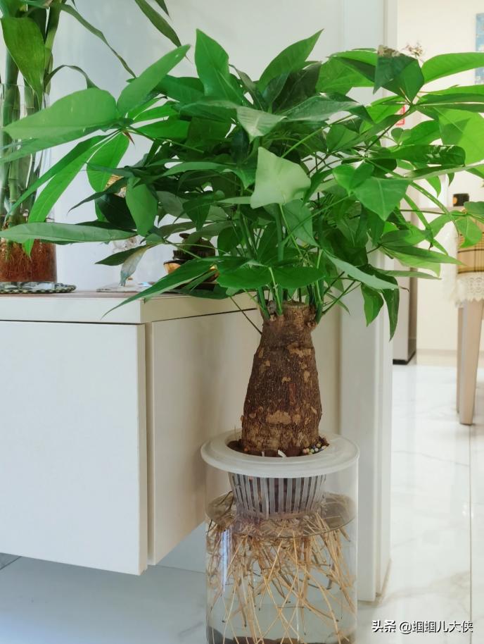 公认最好养的水培绿植,适合懒人养的水培绿植