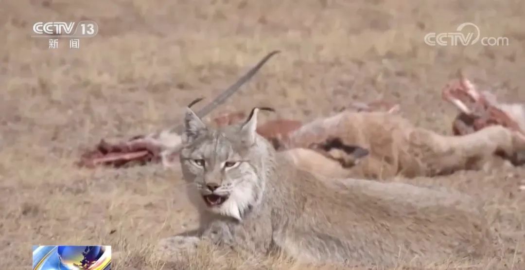 猫全家福,快来看看你都认识哪些猫