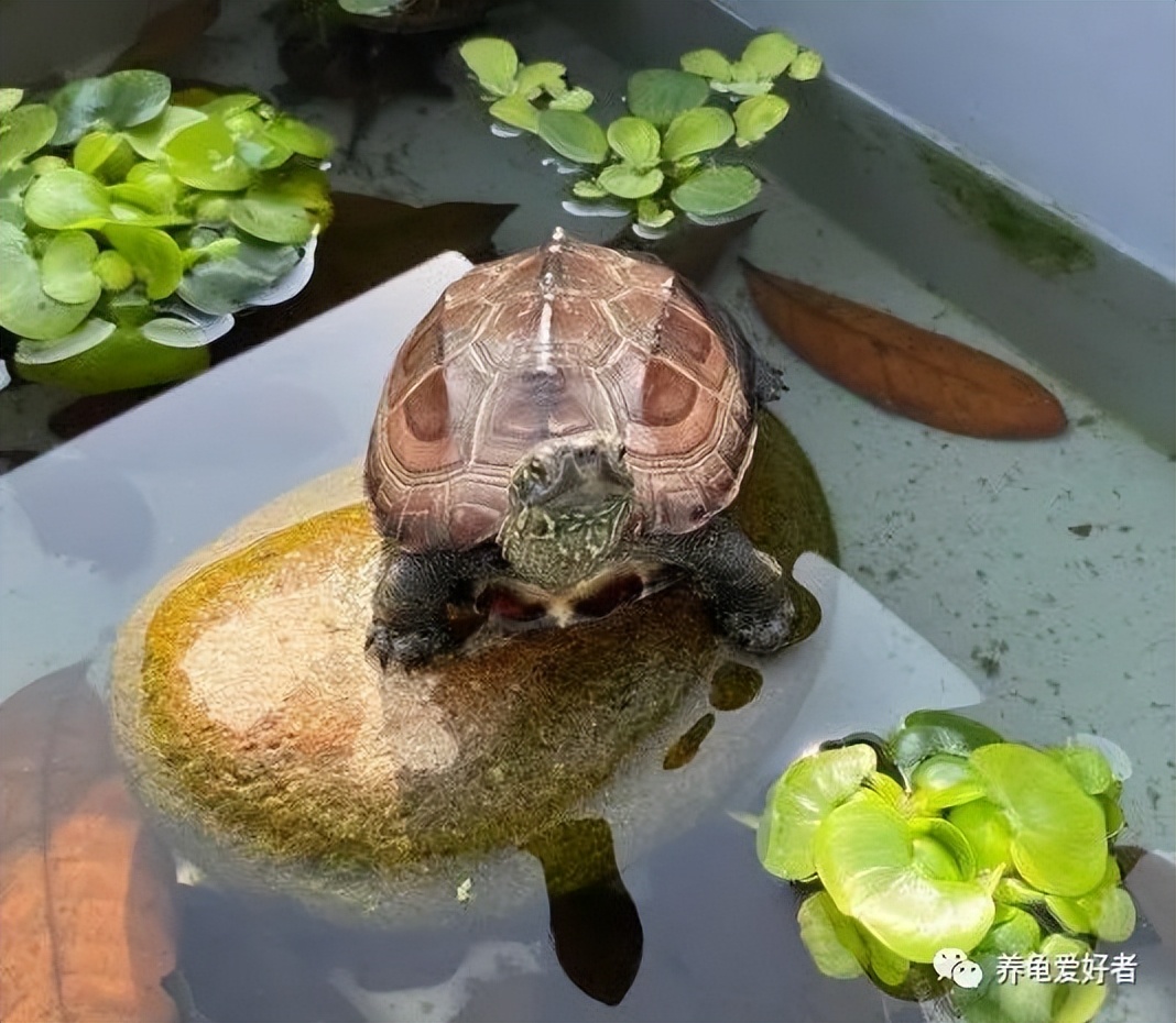 半年不用打理的养龟方法,怎样养龟水才不容易臭又不用换水