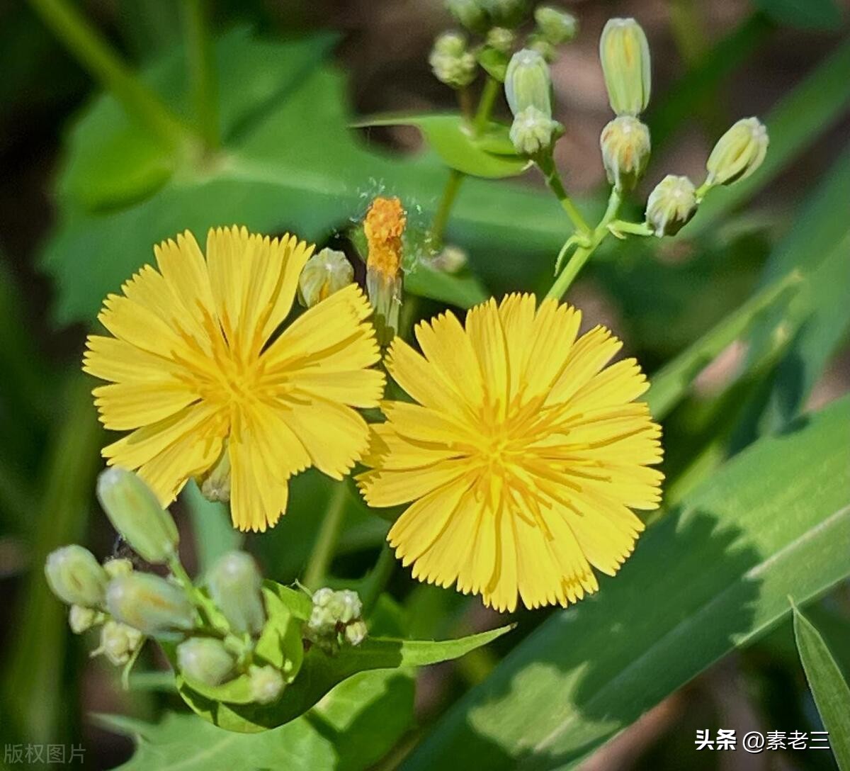 女作家去做保姆最新一期内容,女作家去做保姆520