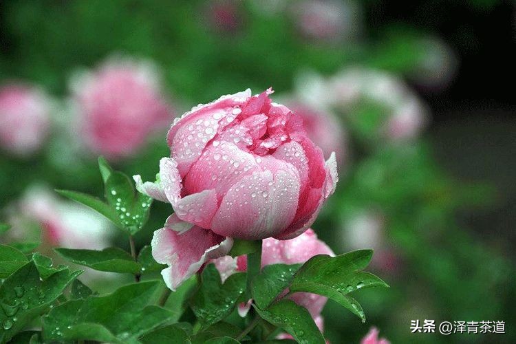 谷雨时节来杯谷雨茶,过了谷雨的茶有什么区别