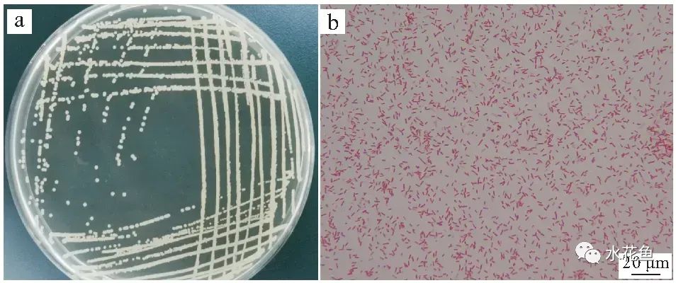 蛙歪头病：黑斑蛙歪头病病原米尔伊丽莎白菌分离、鉴定及特性分析