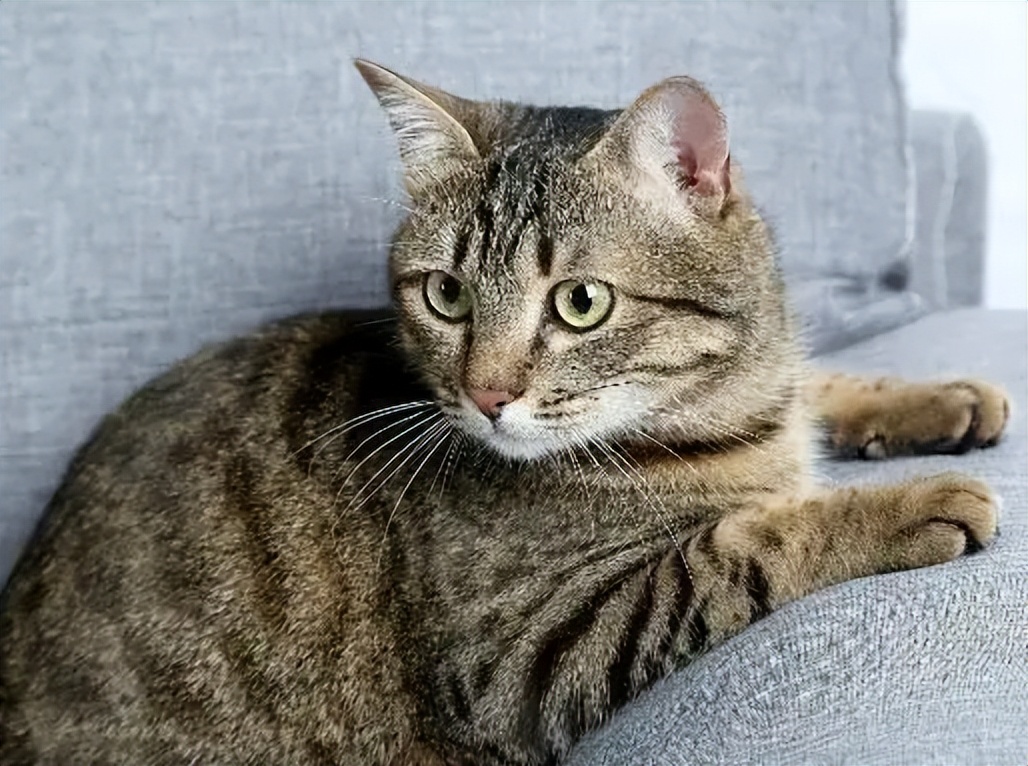 当十二星座遇见小猫咪会怎么样呢,十二星座的专属小猫咪