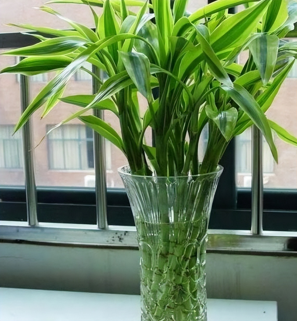 种植花草多久浇一次水好,冬天一浇水就烂根的5种植物