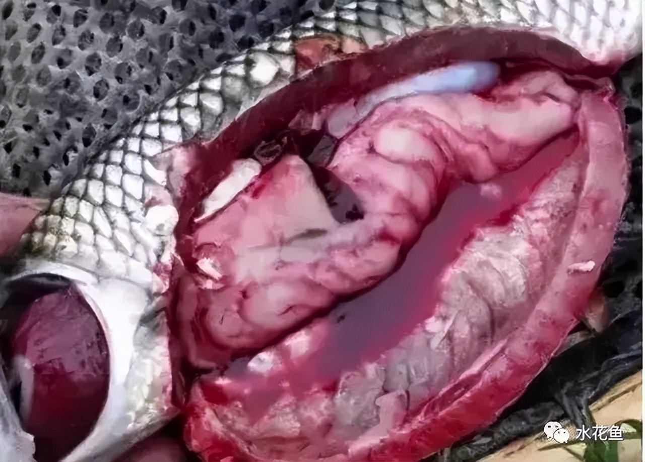 细菌性败血症鱼怎么治,淡水鱼败血症治疗