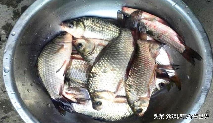 美在黑龙江：走进诗意山水之齐齐哈尔这里是世界大湿地中国鹤家乡