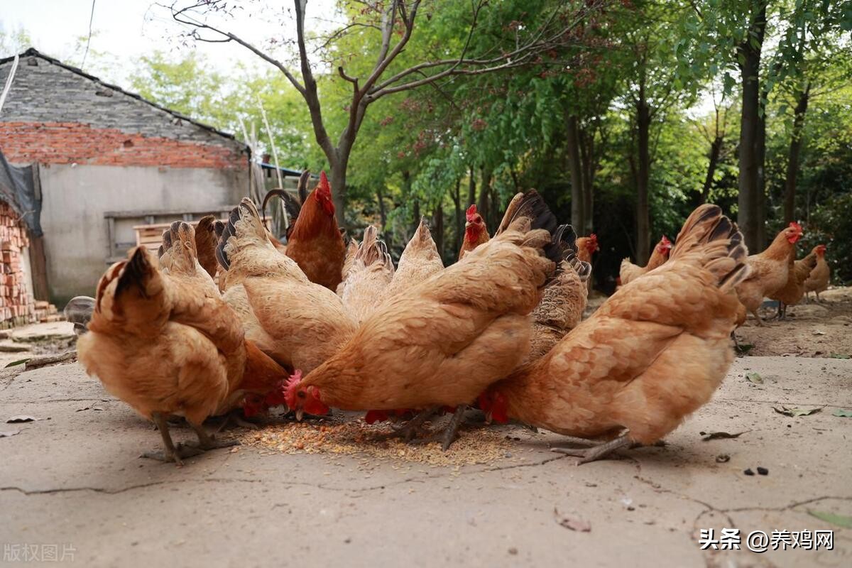 散养土鸡下蛋卖挣钱吗,散养土鸡下蛋可盈利吗
