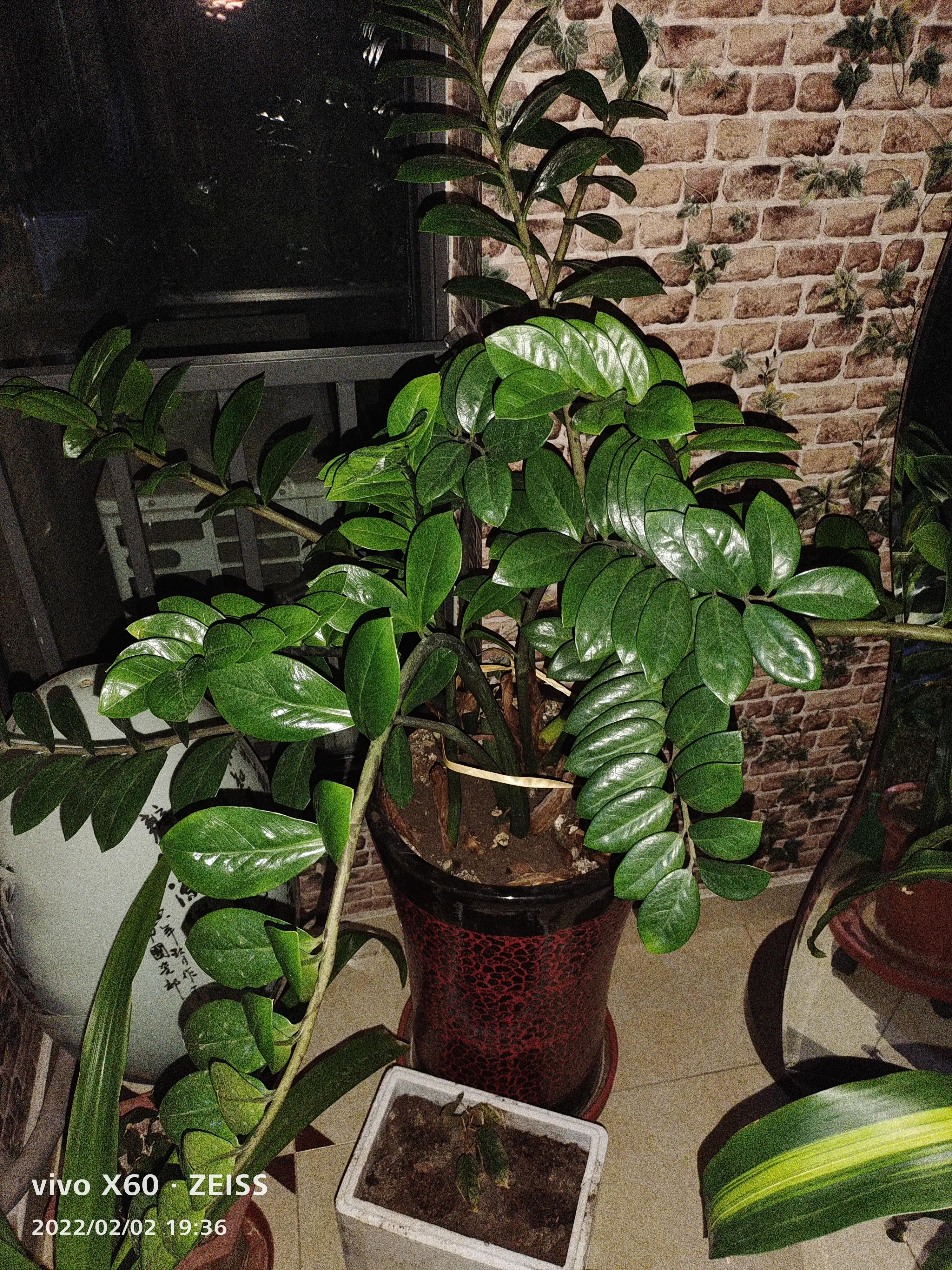 我家的阳台小花园,我家阳台养的花