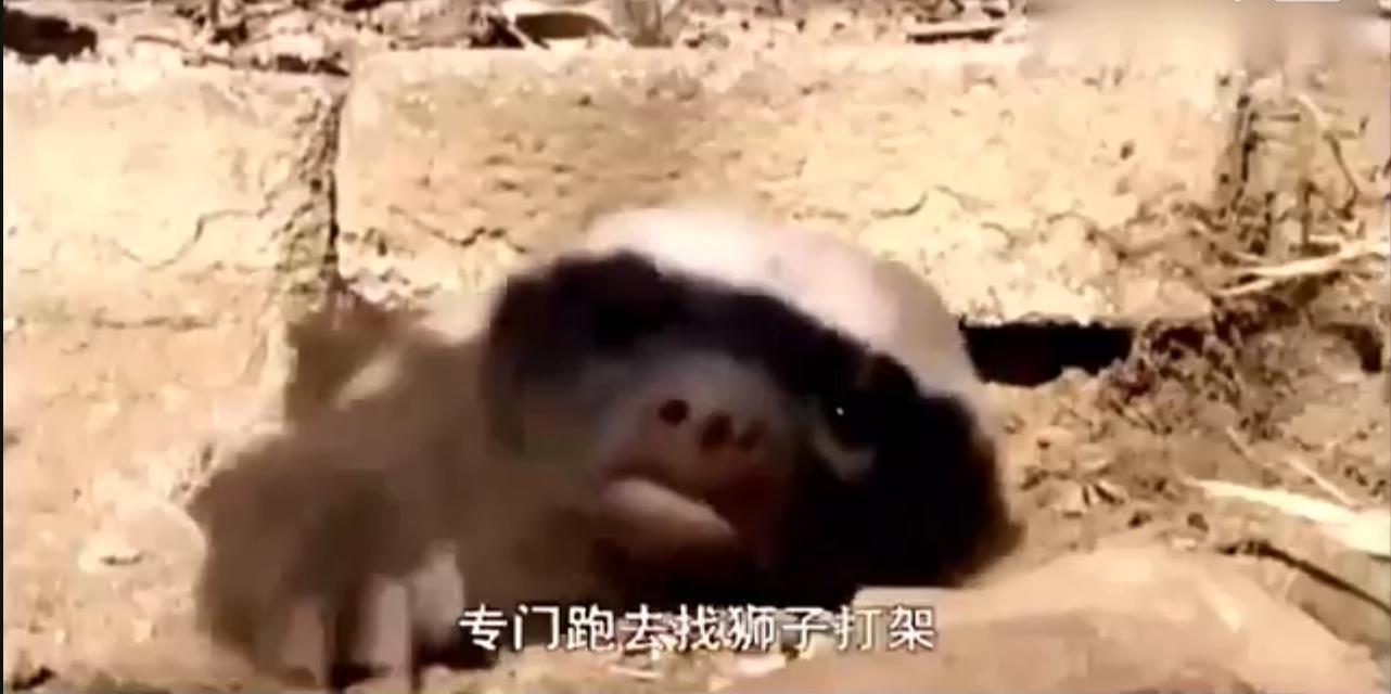 非洲“平头哥”蜜獾有多强?我来告诉你