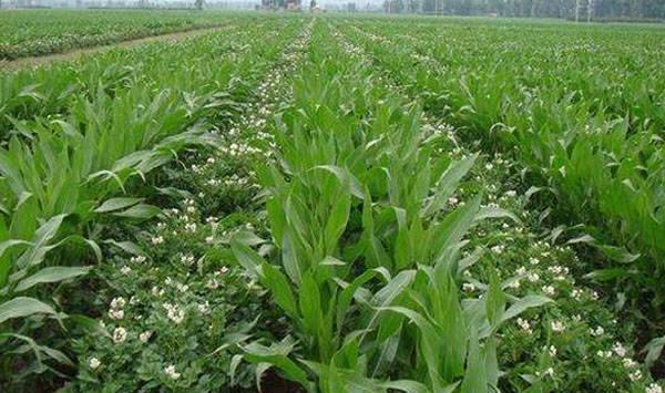 玉米在我国粮食安全中地位,当前玉米是我国第一大粮食作物