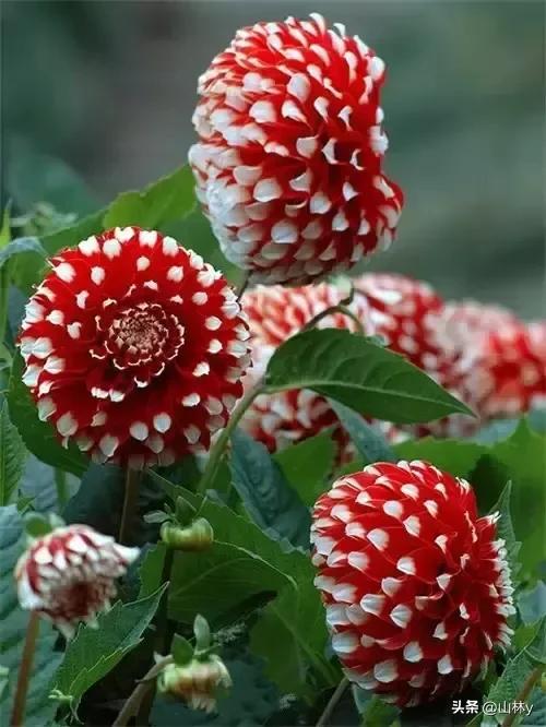 十大绝美花朵,绝美花朵视频