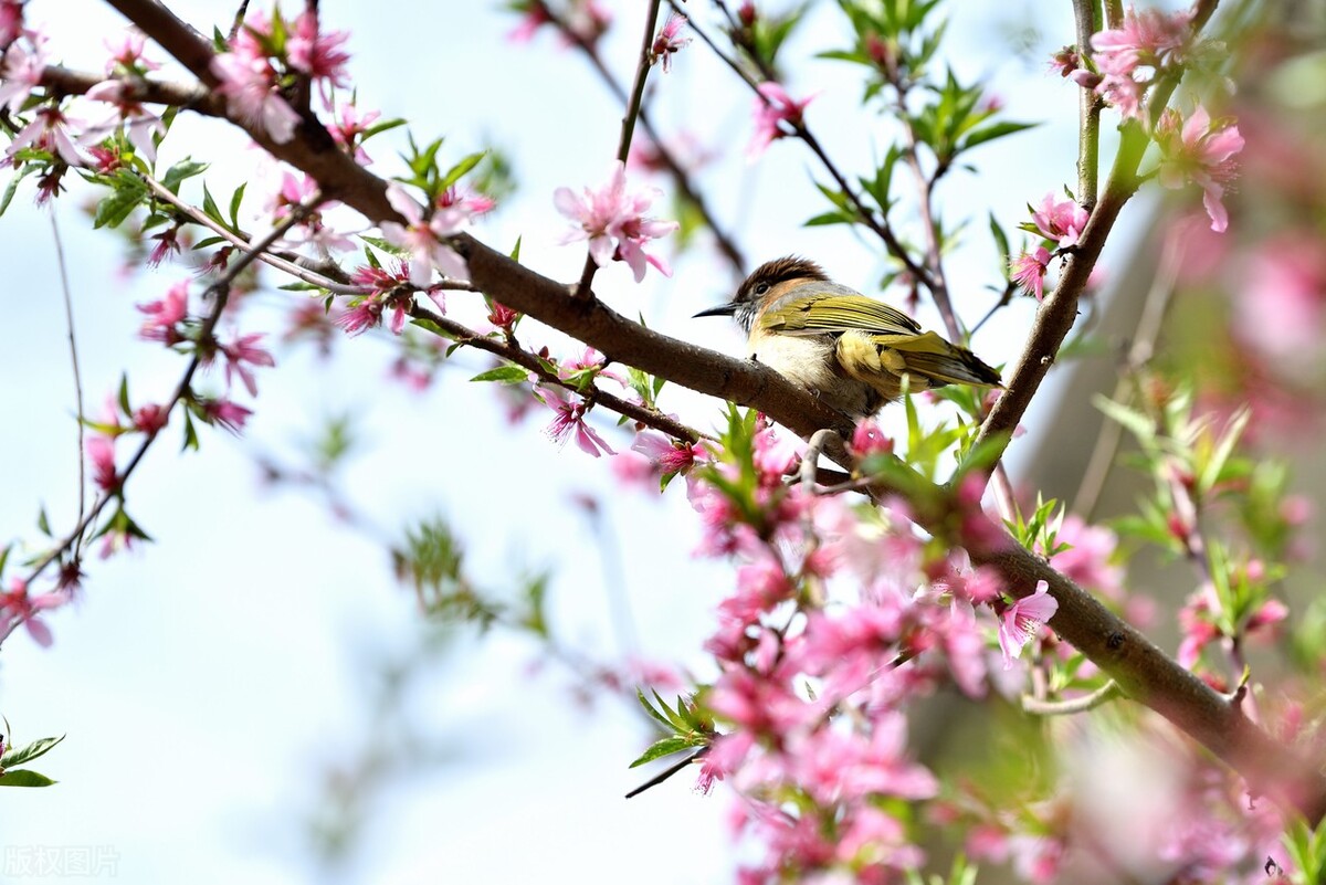老话说:清明上坟3忌3做,子孙平安无忧无灾祸,3忌3做啥意思?