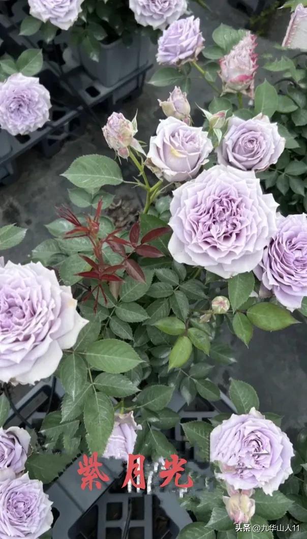 天狼月季新品预售,天狼月季官方旗舰店烛光月季