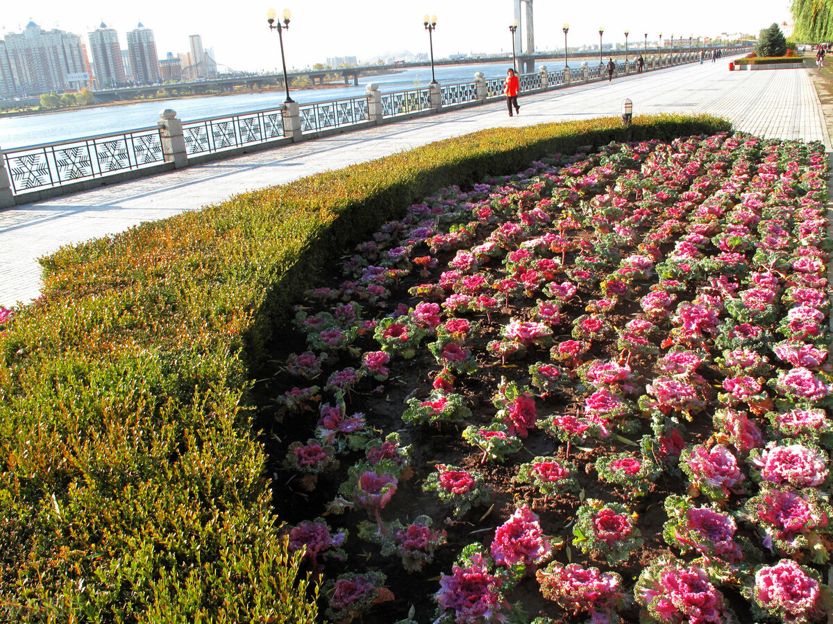 春暖花开，城市绿化有一种植物叫卫矛你了解它多少？