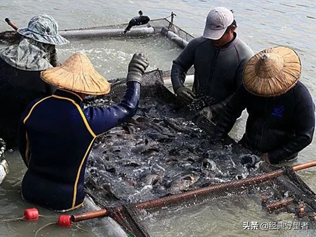 台湾石斑鱼进口对大陆什么影响,台湾石斑鱼禁售原因
